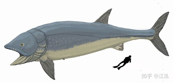 Leedsichthys: Máy hút bụi của biển cả Kỷ Jura từng bị hiểu nhầm là khủng long - Ảnh 10.