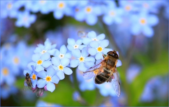 Nghiên cứu mới: hoa có thể nghe và tiếng vỗ cánh của ong khiến mật ngọt hơn - Ảnh 2.
