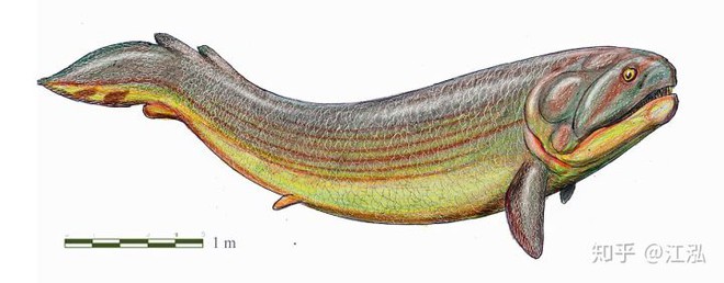 Rhizodus hibberti : Quái vật kinh hoàng của kỷ Carbon - Ảnh 6.