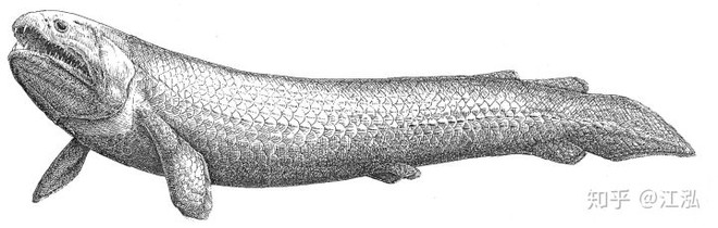 Rhizodus hibberti : Quái vật kinh hoàng của kỷ Carbon - Ảnh 1.