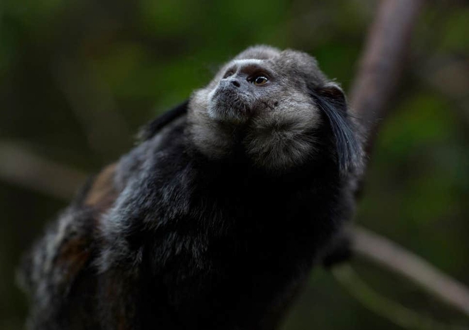 Phát hiện chấn động: Đàn khỉ dùng bè vượt gần 1500km qua Đại Tây Dương để tới Nam Mỹ 34 triệu năm trước - Ảnh 1.