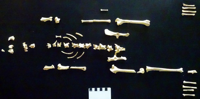 Bộ xương gần như hoàn chỉnh của thỏ rừng được tìm thấy tại Hemsphire, Anh.