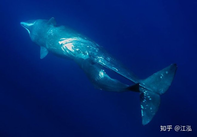 Làm thế nào để cá voi có thể sống và cho con bú được ở dưới đại dương? - Ảnh 7.