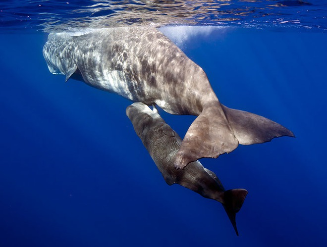 Làm thế nào để cá voi có thể sống và cho con bú được ở dưới đại dương? - Ảnh 1.