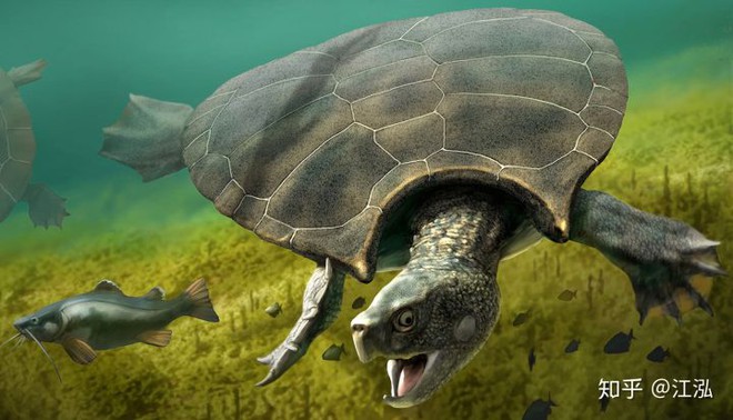 Phát hiện loài rùa cổ đại lớn nhất từng tồn tại trên Trái Đất - Ảnh 1.