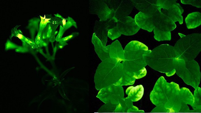 Các nhà khoa học Nga tạo ra giống thực vật ngoài hành tinh, có thể phát sáng rực rỡ trong bóng tối - Ảnh 1.