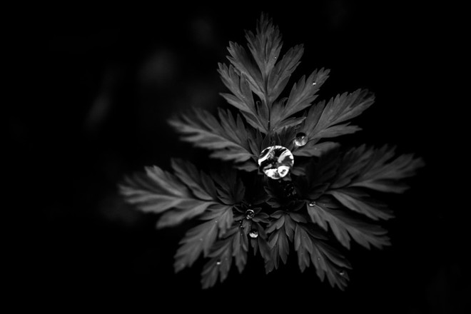 Giọt nước trên cây Ti-gon Thái Bình Dương – 1/320sec, f/4.0, ISO 3200