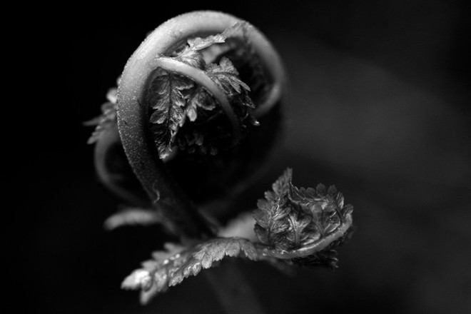 Mầm cây dương xỉ – 1/125 sec, f/2.8, ISO 3200