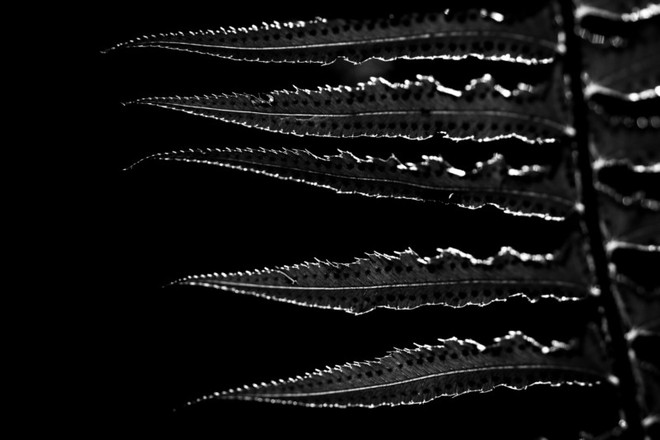 Lá cây dương xỉ – 1/3200 sec, f/4.5, ISO 400