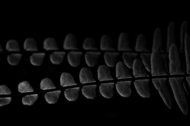 Cây dương xỉ hươu – 1/1000 sec, f/4.5, ISO 200