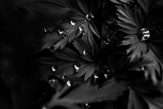 Giọt nước trên cây Ti-gon Thái Bình Dương – 1/320 sec, f/9.0, ISO 3200