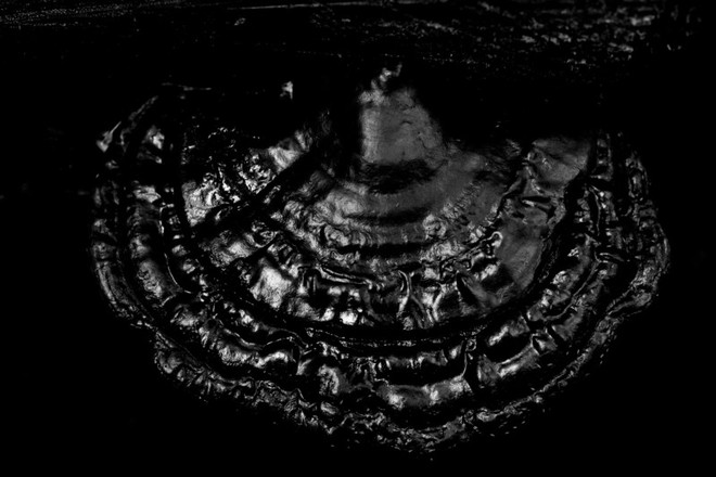 Nấm polypore sau một cơn mưa lớn – 1/500 sec, f/6.3, ISO 3200