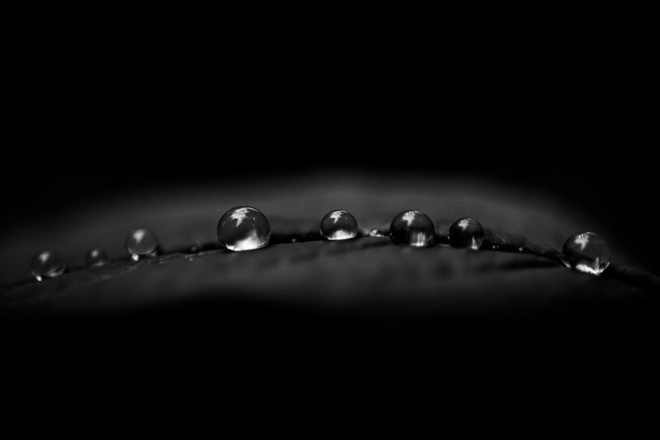 Những giọt nước trên cây hoa loa kèn – 1/400 sec, f/5.0, ISO 800