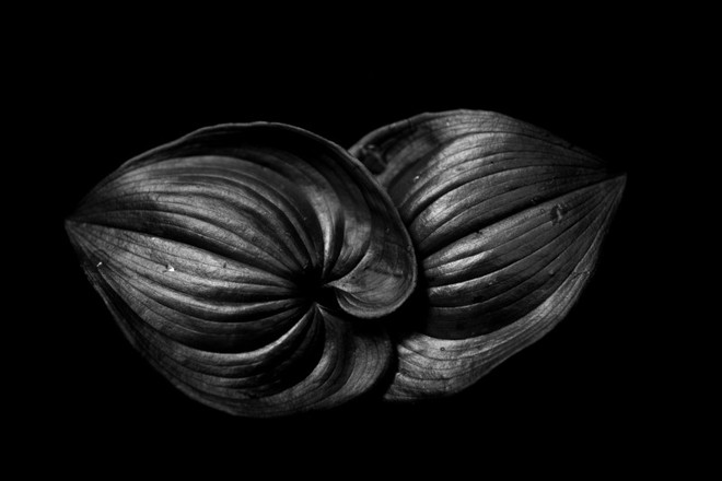 2 lá hoa loa kèn – 1/500 sec, f/6.3, ISO 500