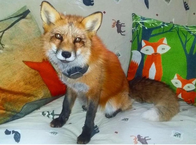 Chú cáo tinh quái chỉ muốn chơi đùa một chút mà thôi (ảnh minh họa).