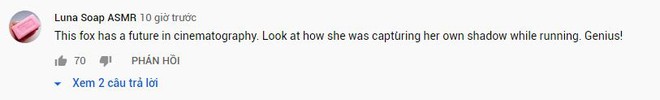1 tương lai tươi sáng trong nghề quay dựng đang đón chờ bé cáo này. Nhìn cách nó tự quay bóng của chính mình khi đang chạy kìa. Quá đỉnh!