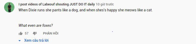 Dixie thở hổn hển như chó khi chạy nhưng lại kêu như mèo khi vui sướng. Thật sự luôn, cáo là cái loài gì vậy?