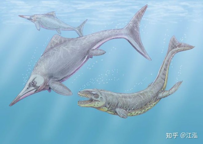 Cá sấu tiền sử dưới đại dương chỉ cần một cú đớp cũng có thể làm thủng bụng ngư long - Ảnh 12.