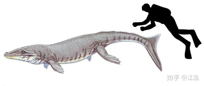 Cá sấu tiền sử dưới đại dương chỉ cần một cú đớp cũng có thể làm thủng bụng ngư long - Ảnh 7.