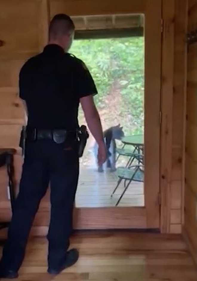 Lũ gấu chỉ rời đi khi cảnh sát đến.