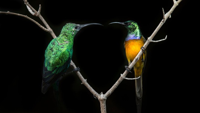 Những bức ảnh chụp chim đầy màu sắc của nhiếp ảnh gia phải cách ly tại nhà mùa dịch - Ảnh 1.