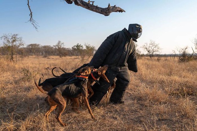 Chó được huấn luyện để bảo vệ động vật hoang dã đã cứu được 45 con tê giác khỏi những kẻ săn trộm - Ảnh 4.