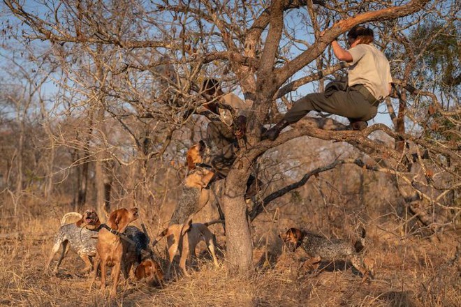 Chó được huấn luyện để bảo vệ động vật hoang dã đã cứu được 45 con tê giác khỏi những kẻ săn trộm - Ảnh 2.