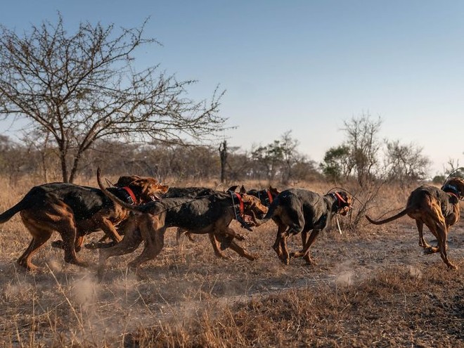 Chó được huấn luyện để bảo vệ động vật hoang dã đã cứu được 45 con tê giác khỏi những kẻ săn trộm - Ảnh 7.