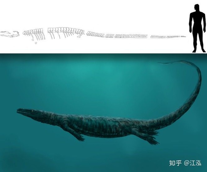 Pannoniasaurus: Quái vật dài 6 mét ở vùng nước ngọt của Hungary - Ảnh 5.