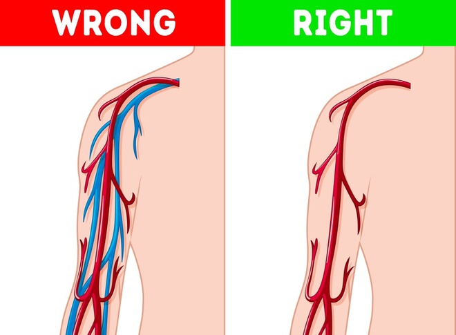 Con người tiến hóa từ vượn? Những quan điểm sinh học sai lầm mà nhiều người vẫn tin sái cổ - Ảnh 11.