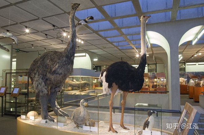 Madagascar phát hiện ra loài chim khổng lồ đầu tiên trong lịch sử với chiều cao lên tới 3 mét - Ảnh 9.