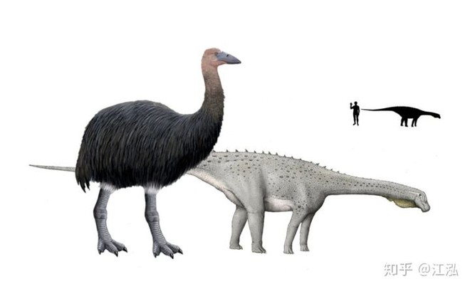 Madagascar phát hiện ra loài chim khổng lồ đầu tiên trong lịch sử với chiều cao lên tới 3 mét - Ảnh 7.
