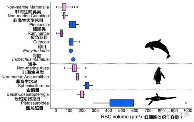 Các nghiên cứu phát hiện ra rằng những con thằn lằn cổ rắn thời tiền sử có khả năng lặn tương tự với cá nhà táng hiện đại - Ảnh 5.