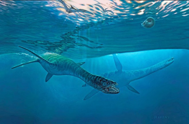 Plesiosaur từng thống trị đại dương trong hơn một trăm triệu năm trước khi biến mất cùng thời điểm khủng long tuyệt chủng. Dù sinh sống phổ biến các đại dương thời tiền sử, sự hiện diện của loài vật này gắn với nhiều câu hỏi về đặc điểm sinh học, giải phẫu học và tiến hóa mà các nhà nghiên cứu chưa thể giải đáp. Plesiosaur là loài động vật rất kỳ lạ, theo tiến sĩ Ketchum, người trông coi các mẫu vật địa chất tại bảo tàng.