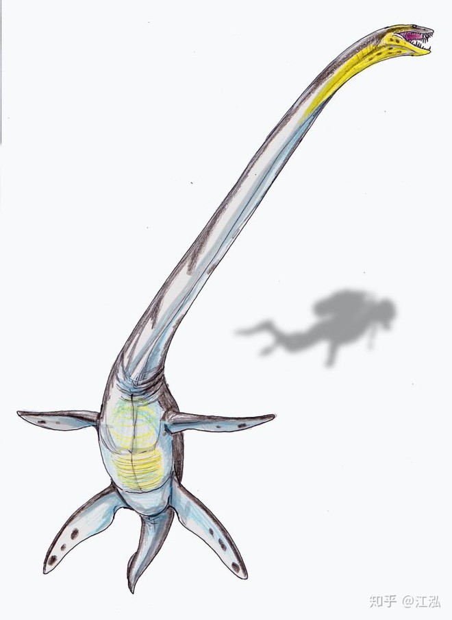 Elasmosaurus là một trong những loài thằn lằn cổ rắn được biết sớm nhất và nổi tiếng nhất từng sống ở Bắc Mỹ vào cuối kỷ Phấn Trắng cách đây hơn 80 triệu năm. Chúng có chiếc cổ chiếm hơn 50% chiều dài cơ thể (7 m so với chiều dài cơ thể là hơn 10 m). Chiếc cổ dài khó tin của loài thằn lằn biển Elasmosaurus này đã từng dẫn đến một giả thuyết thú vị vào những năm 1930 khi có người cho rằng quái vật hồ Loch Ness bí ẩn thực ra là một con Elasmosaurus chưa tuyệt chủng. Trên thực tế vì chiều dài chiếc cổ và kích thước cơ thể khổng lồ thì loài thằn lằn biển này không thể dựng thẳng cổ mình lên như thiên nga, hay ngay cả trong bức hình chụp về quái vật hồ Loch Ness nổi tiếng.