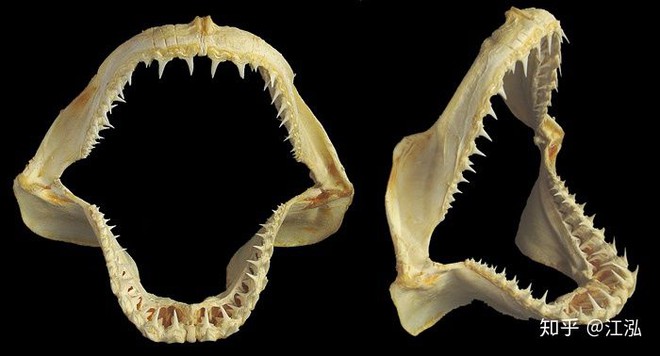 Vô tình phát hiện ra loài cá mập mới trong khi phân loại hóa thạch Tyrannosaurus rex - Ảnh 11.