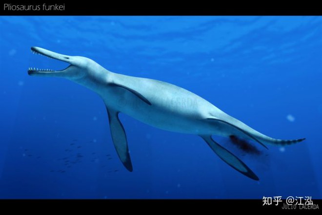 Predator X: Quái vật biển cả đáng sợ nhất kỷ Jura - Ảnh 9.
