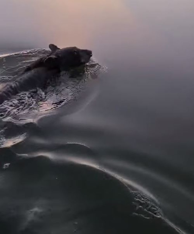 Ngạt thở với đoạn video giải cứu chú gấu vùng vẫy giữa hồ vì bị mắc kẹt đầu trong lọ nhựa - Ảnh 2.