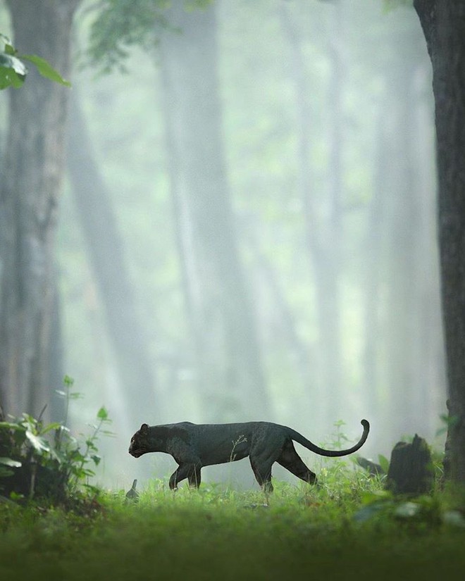 Nhiếp ảnh gia dành 12 tiếng/ngày trong 5 năm liên tục, lang thang trong rừng để chụp được chú báo đen đẹp như bước từ trong The Jungle Book ra - Ảnh 1.