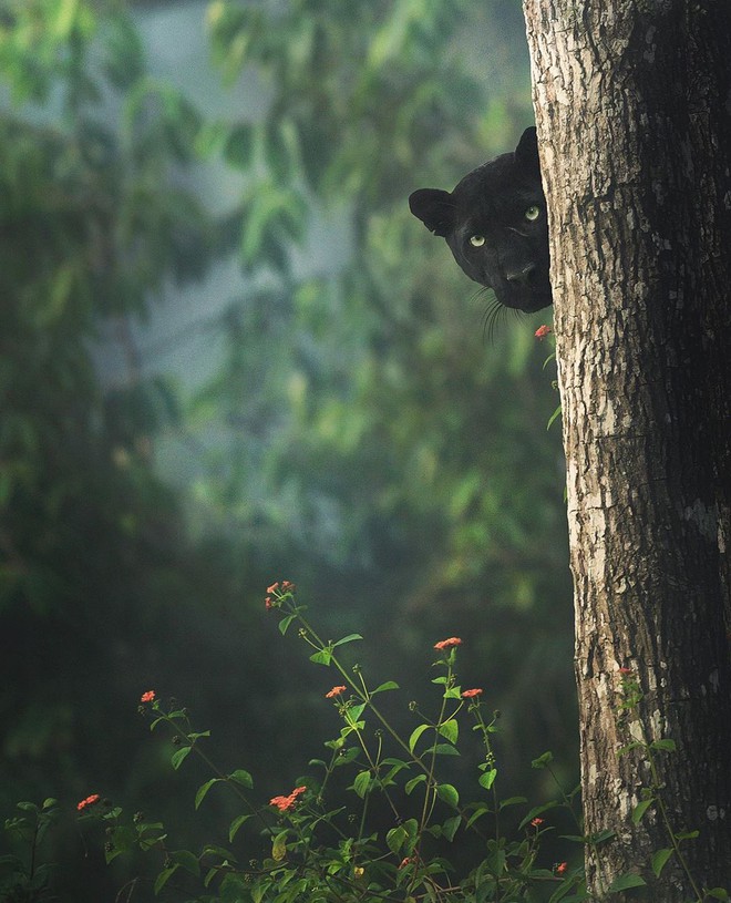 Nhiếp ảnh gia dành 12 tiếng/ngày trong 5 năm liên tục, lang thang trong rừng để chụp được chú báo đen đẹp như bước từ trong The Jungle Book ra - Ảnh 2.