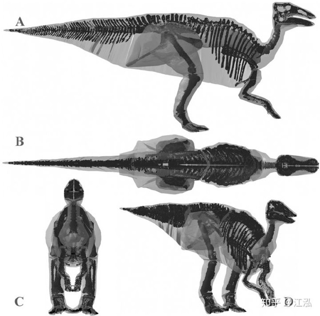 Phát hiện ra xác ướp khủng long có dấu chân hình móng ngựa tại Hoa Kỳ - Ảnh 5.