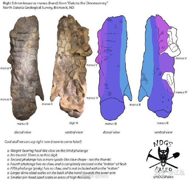 Phát hiện ra xác ướp khủng long có dấu chân hình móng ngựa tại Hoa Kỳ - Ảnh 10.