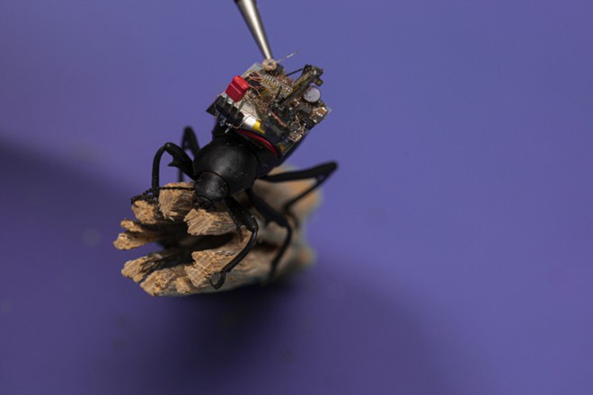 Chế tạo thành công camera siêu tý hon, nhỏ đến mức có thể lắp vừa trên lưng một con bọ cánh cứng - Ảnh 1.