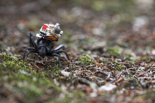Chế tạo thành công camera siêu tý hon, nhỏ đến mức có thể lắp vừa trên lưng một con bọ cánh cứng - Ảnh 3.