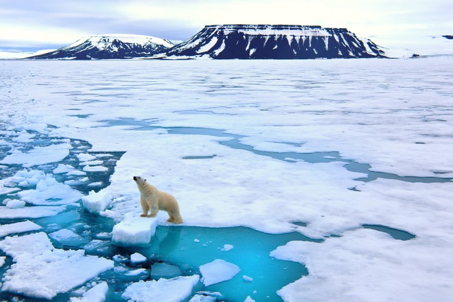Gấu trắng Bắc Cực sắp biến mất vĩnh viễn khỏi Trái Đất - Ảnh 2.
