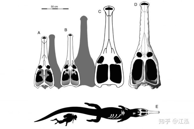 Machimosaurus rex (ngoài cùng bên phải) là loài có kích thước lớn nhất trong chi Machimosaurus.