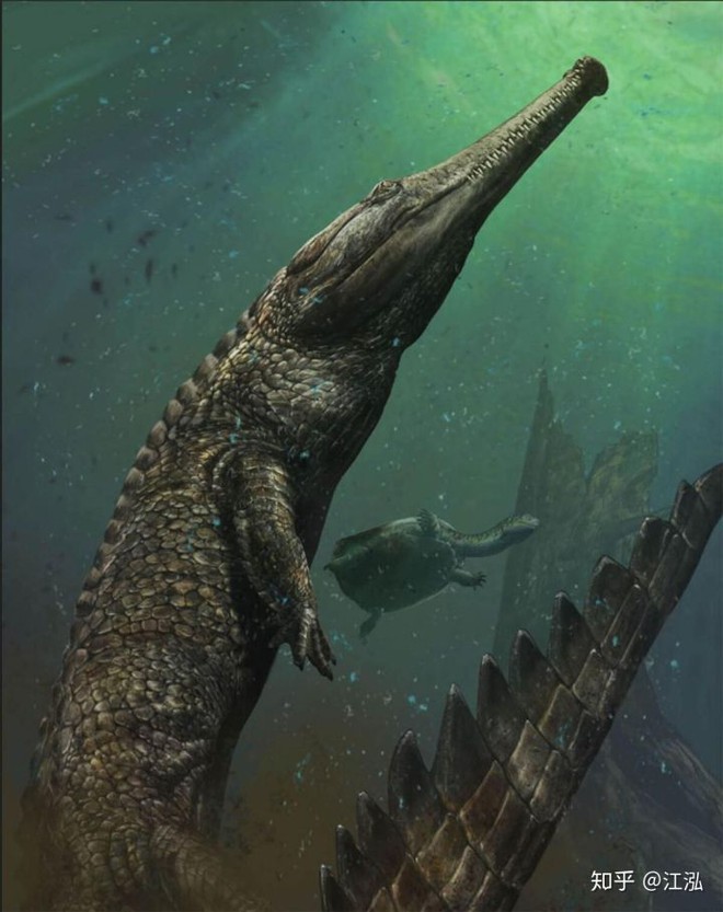 Machimosaurus là một chi thuộc họ Teleosauridae sống vào thời kỳ Jura muộn (Kimmeridgia và Tithonia). Các hóa thạch của chúng được tìm thấy ở Morocco, Thụy Sĩ. Các hóa thạch khác được tìm thấy ở Anh, Pháp, Đức, và Bồ Đào Nha và mới đây ở Tunisia.