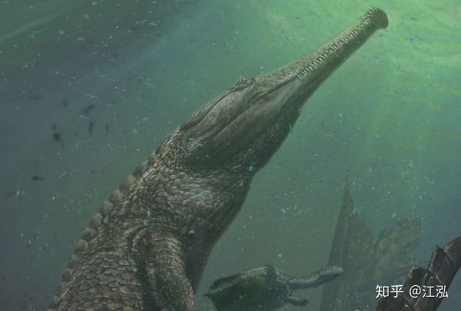 Machimosaurus rex: Loài cá sấu nước mặn to lớn nhất từng được con người phát hiện - Ảnh 10.