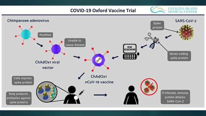 Nửa năm sau đại dịch, đã có 4 ứng viên cho vắc-xin COVID-19, giờ là lúc phải đối mặt với câu hỏi quyết định - Ảnh 5.