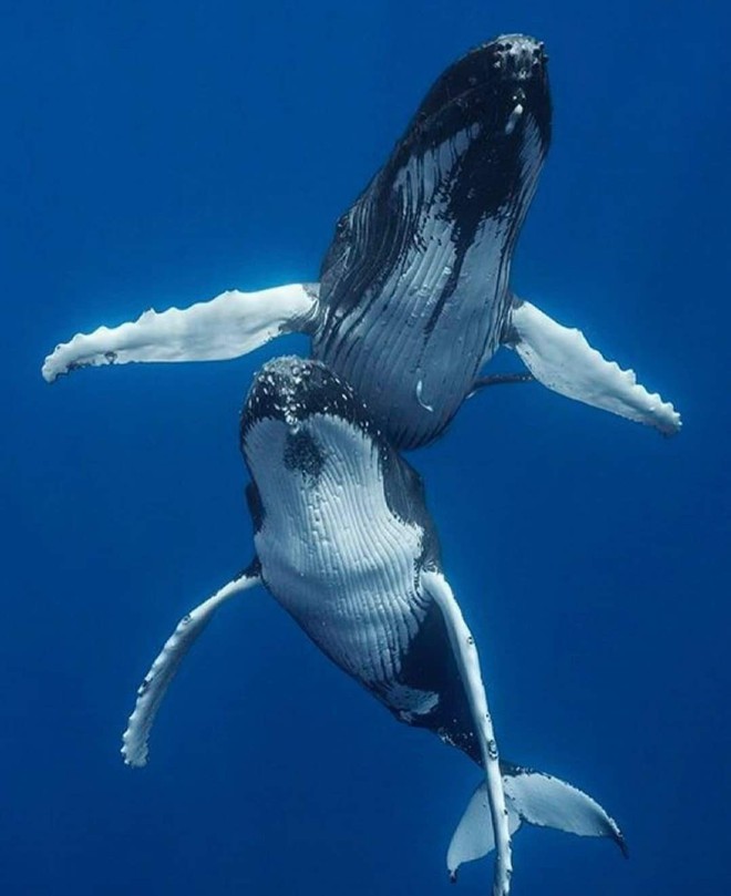 Cá voi răng vương miện: Làm sáng tỏ điểm khởi đầu của sự tiến hóa của cá voi tấm sừng - Ảnh 3.